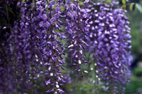 藤科植物|フジ（藤）の種類（原種、品種）｜植物図鑑｜みんな 